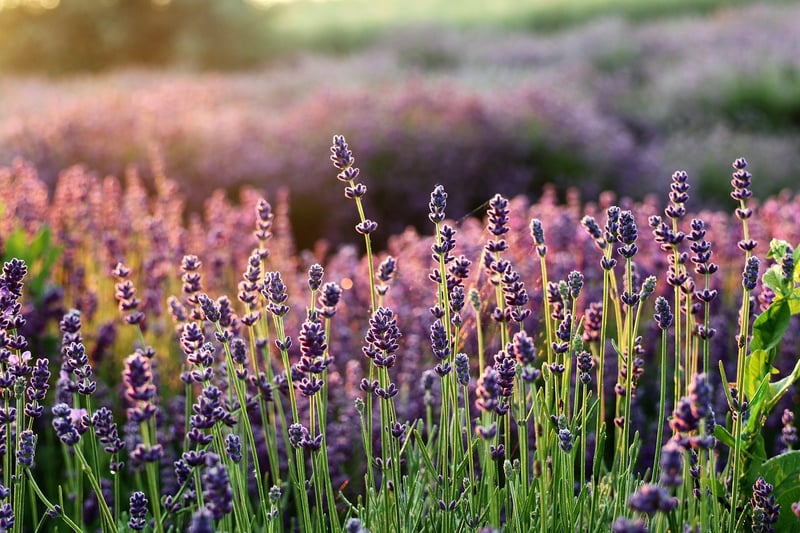 Lavender Sachets